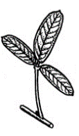 Trifoliolate Pinnately